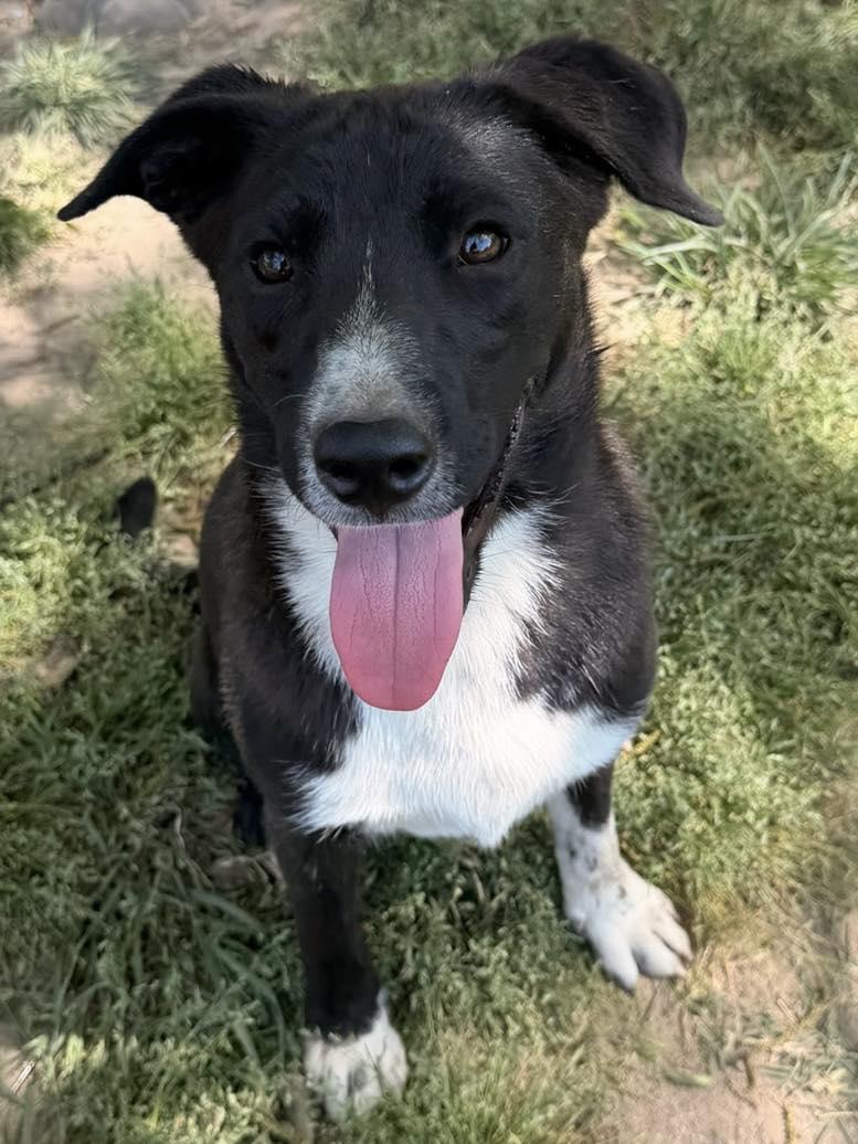 Todd, Adoptable, Puppy Male Border Collie.