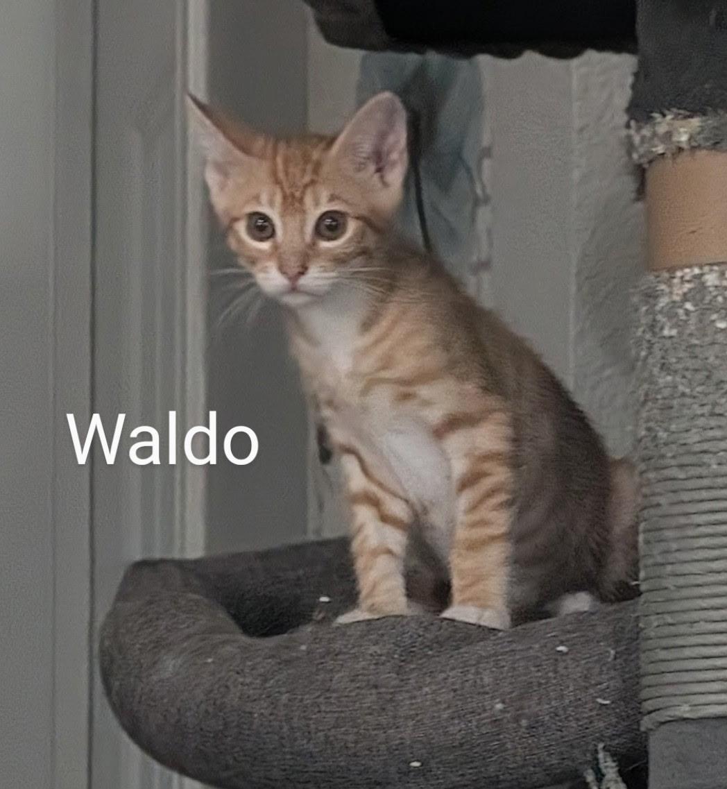Waldo