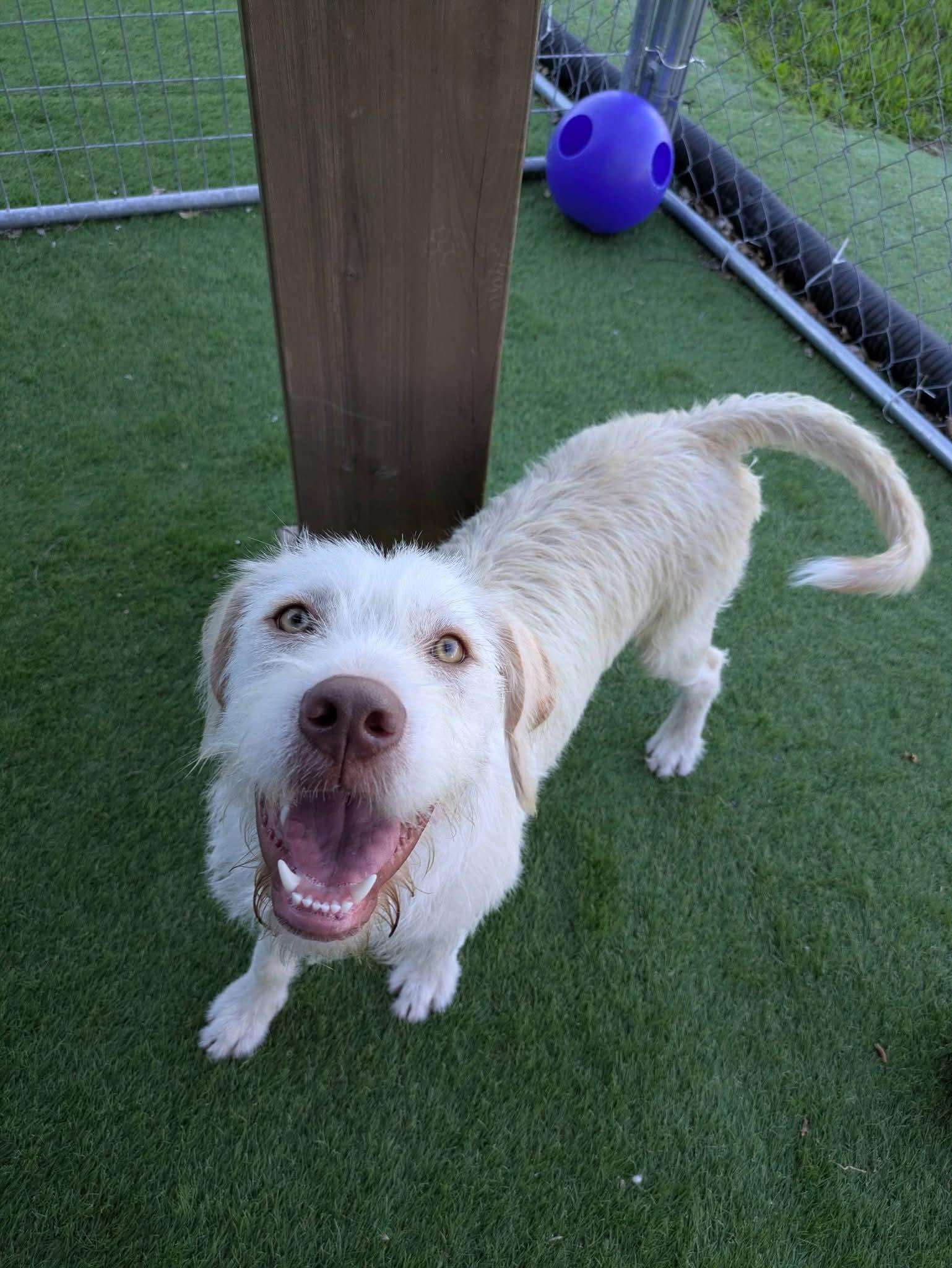Betty White, adopted, Young Female Poodle & Labrador Retriever.