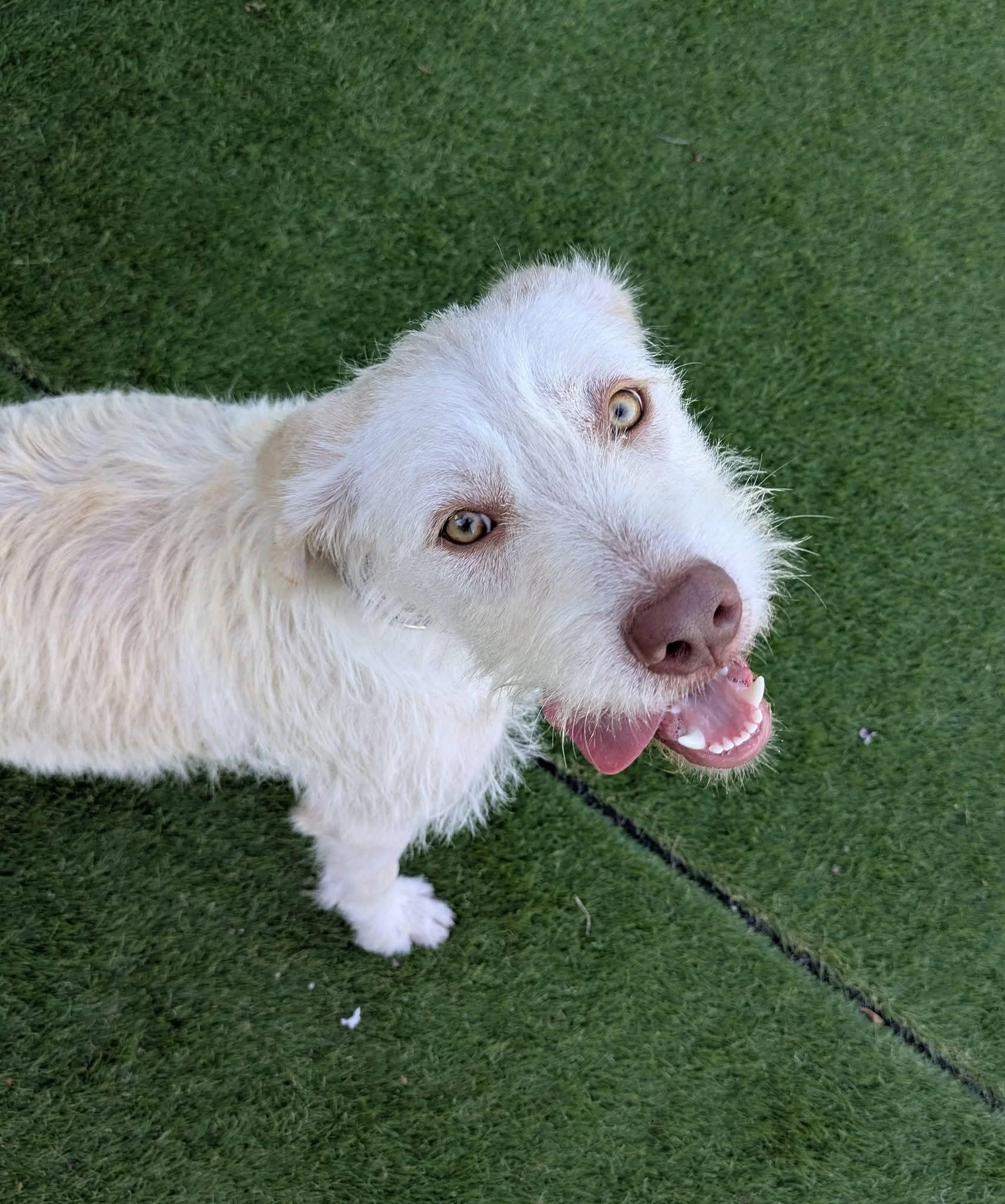 Betty White, an adopted mixed breed in Cedar Rapids, IA image 3/5