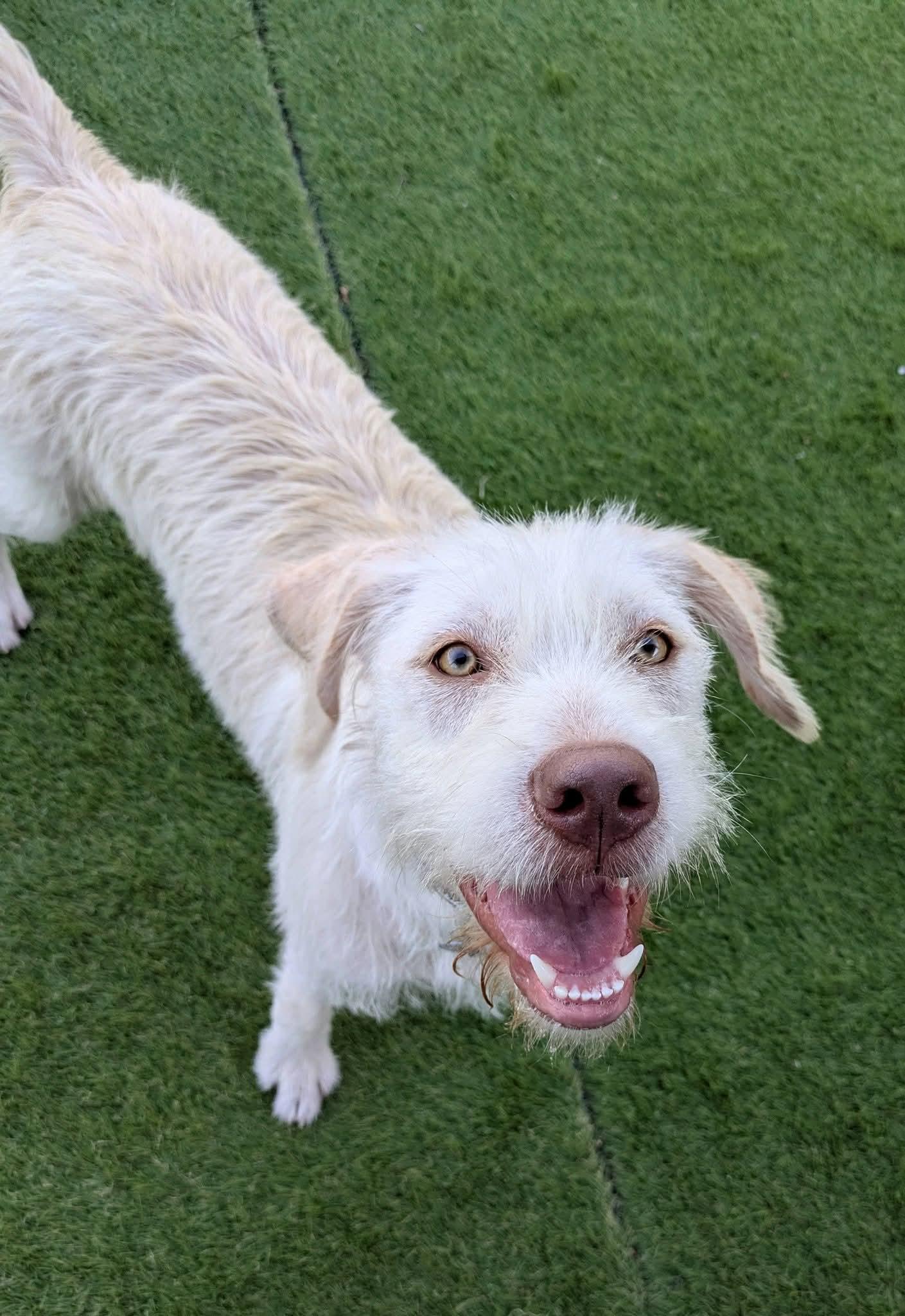Betty White, an adopted mixed breed in Cedar Rapids, IA image 4/5