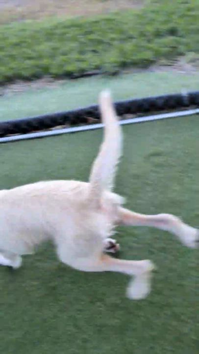 Enlarge Betty White, an adopted mixed breed in Cedar Rapids, IA video 5/5