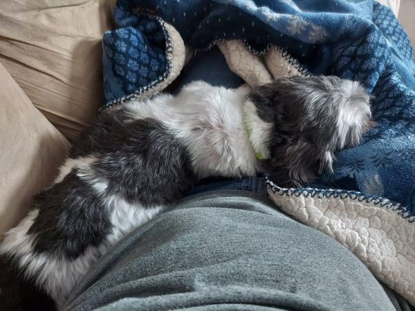 Darcy, a Adopted mixed breed in Oak Creek, WI image 2/6