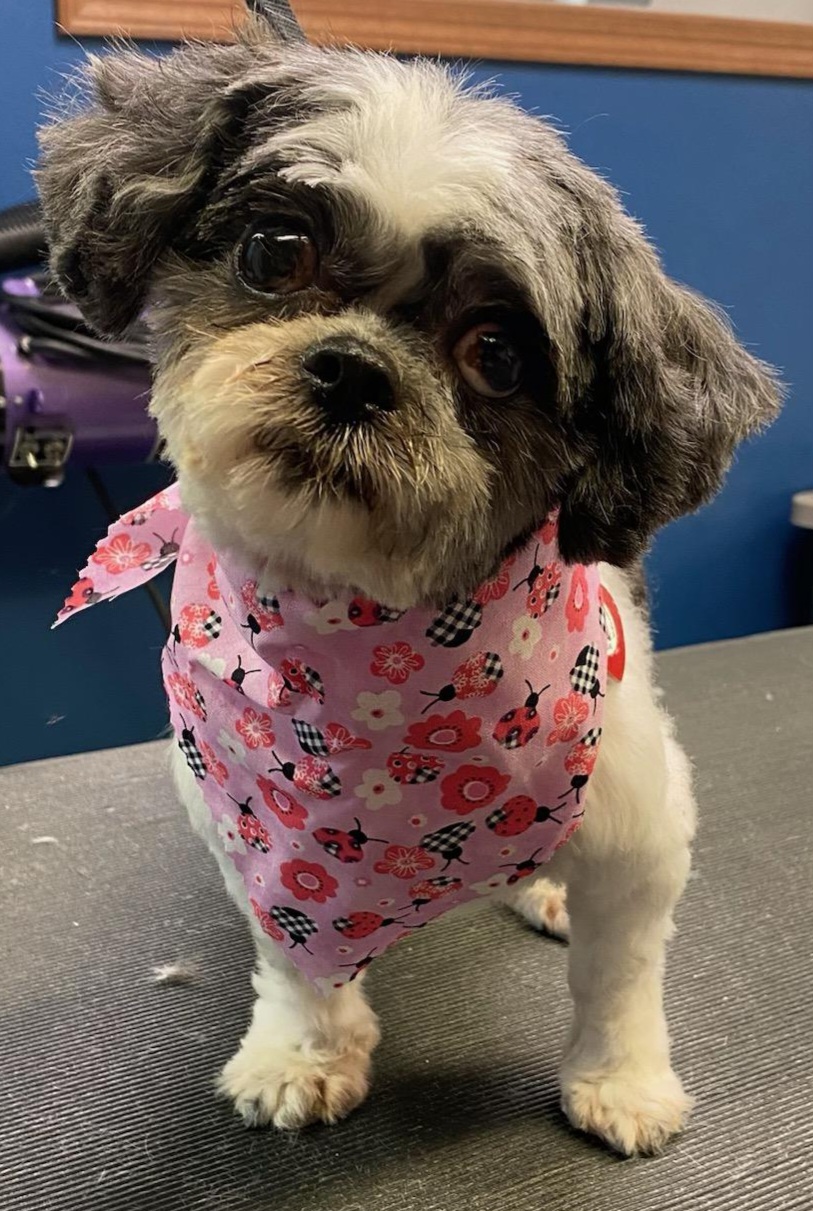 Darcy, Adopted, Adult Female Shih Tzu & Bichon Frise.