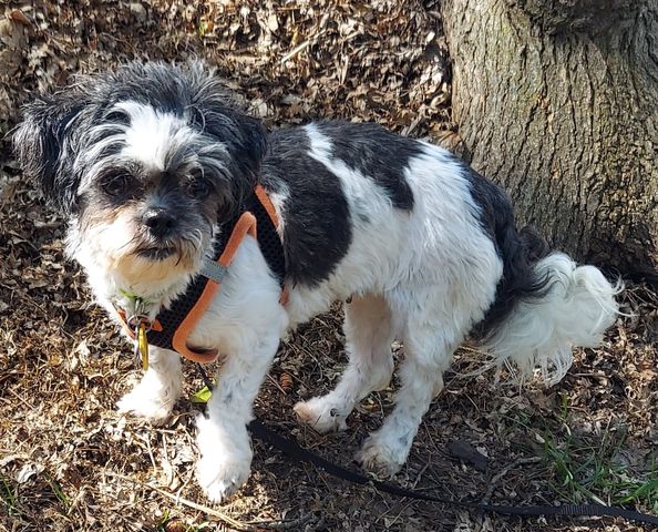 Darcy, a Adopted mixed breed in Oak Creek, WI image 3/6