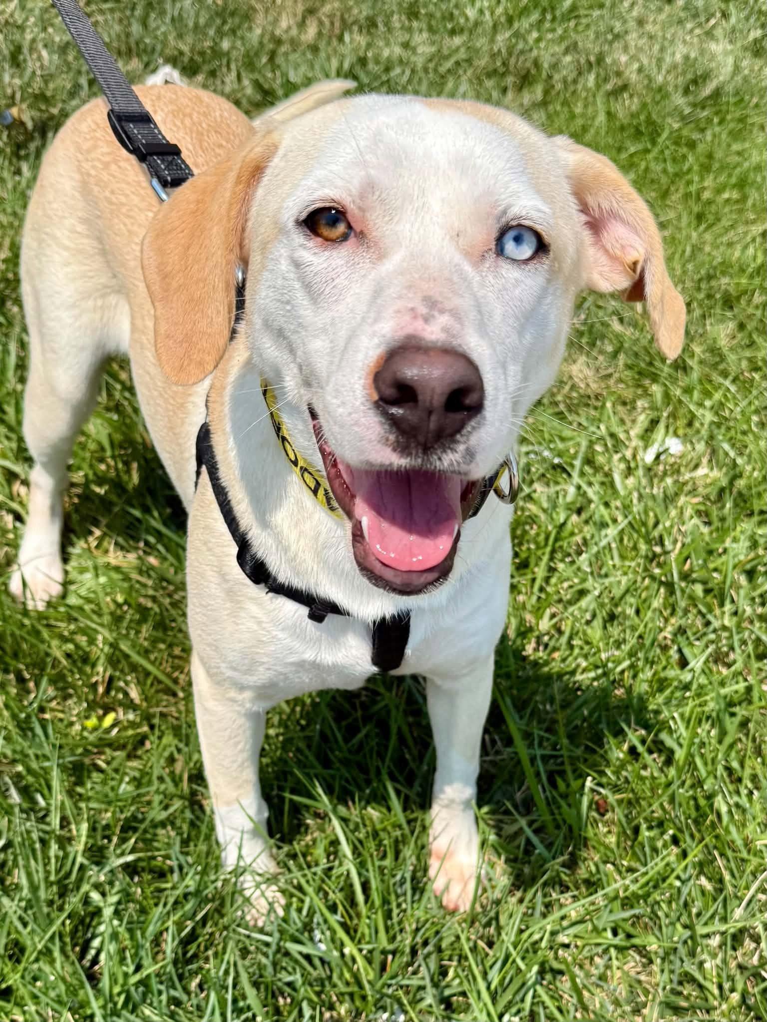 Pickles (F), Adoptable, Young Female Labrador Retriever & Australian Shepherd.