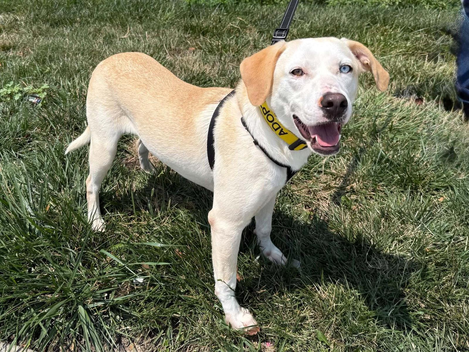 Enlarge Pickles (F), a Adoptable mixed breed in Lee's Summit, MO image 2/3