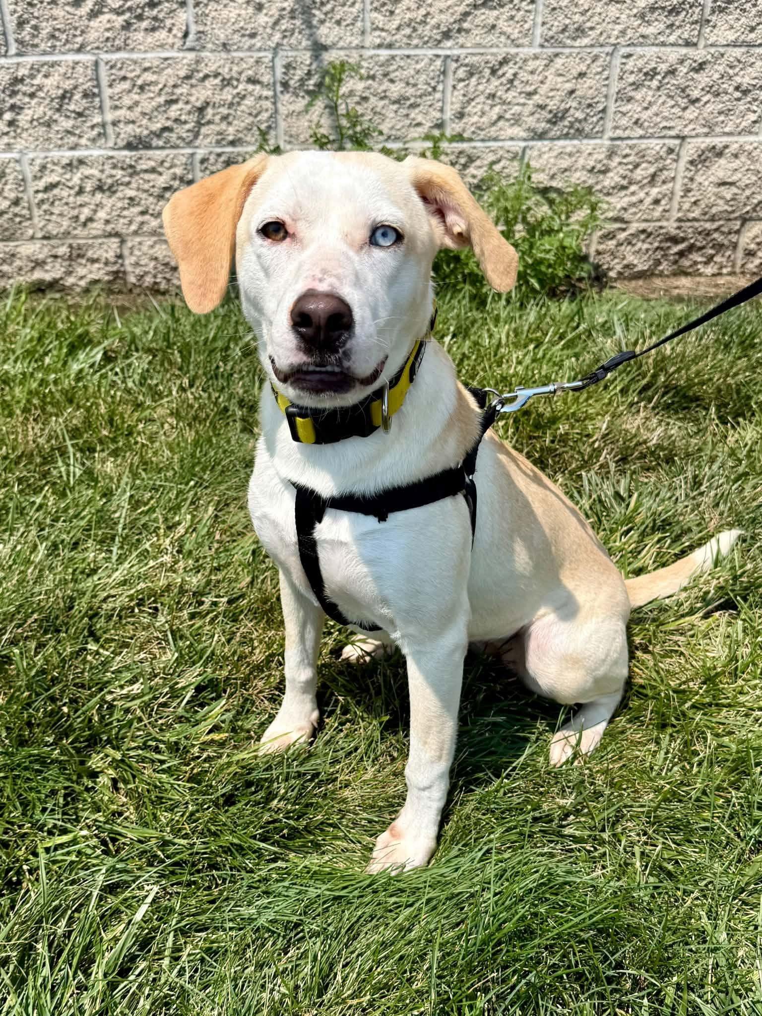 Enlarge Pickles (F), a Adoptable mixed breed in Lee's Summit, MO image 3/3