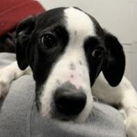 Sally, adopted, Puppy Female German Shorthaired Pointer.