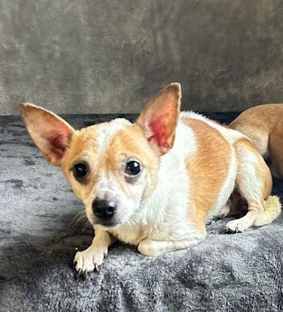 Scout, Adoptable, Senior Male Chihuahua & Mixed Breed.