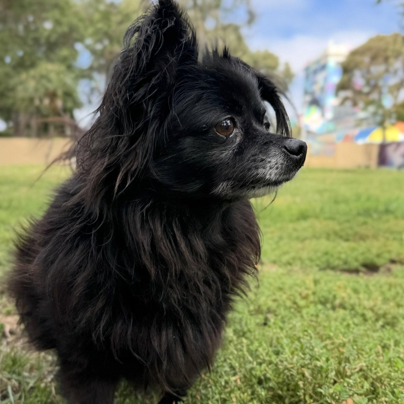 Rebel, Adoptable, Adult Male Papillon.
