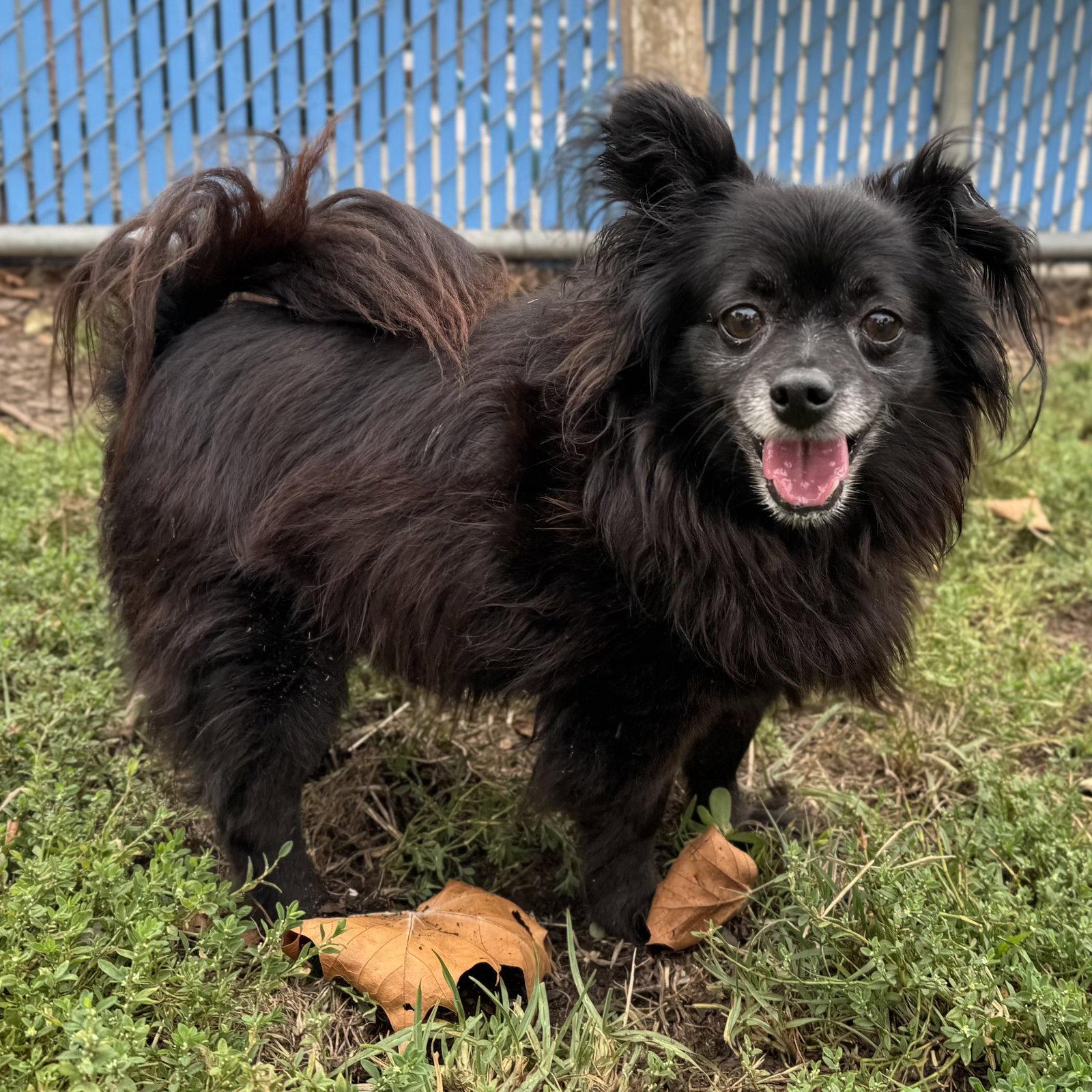 Enlarge Rebel, a Adoptable Papillon in Oakland, CA image 2/3