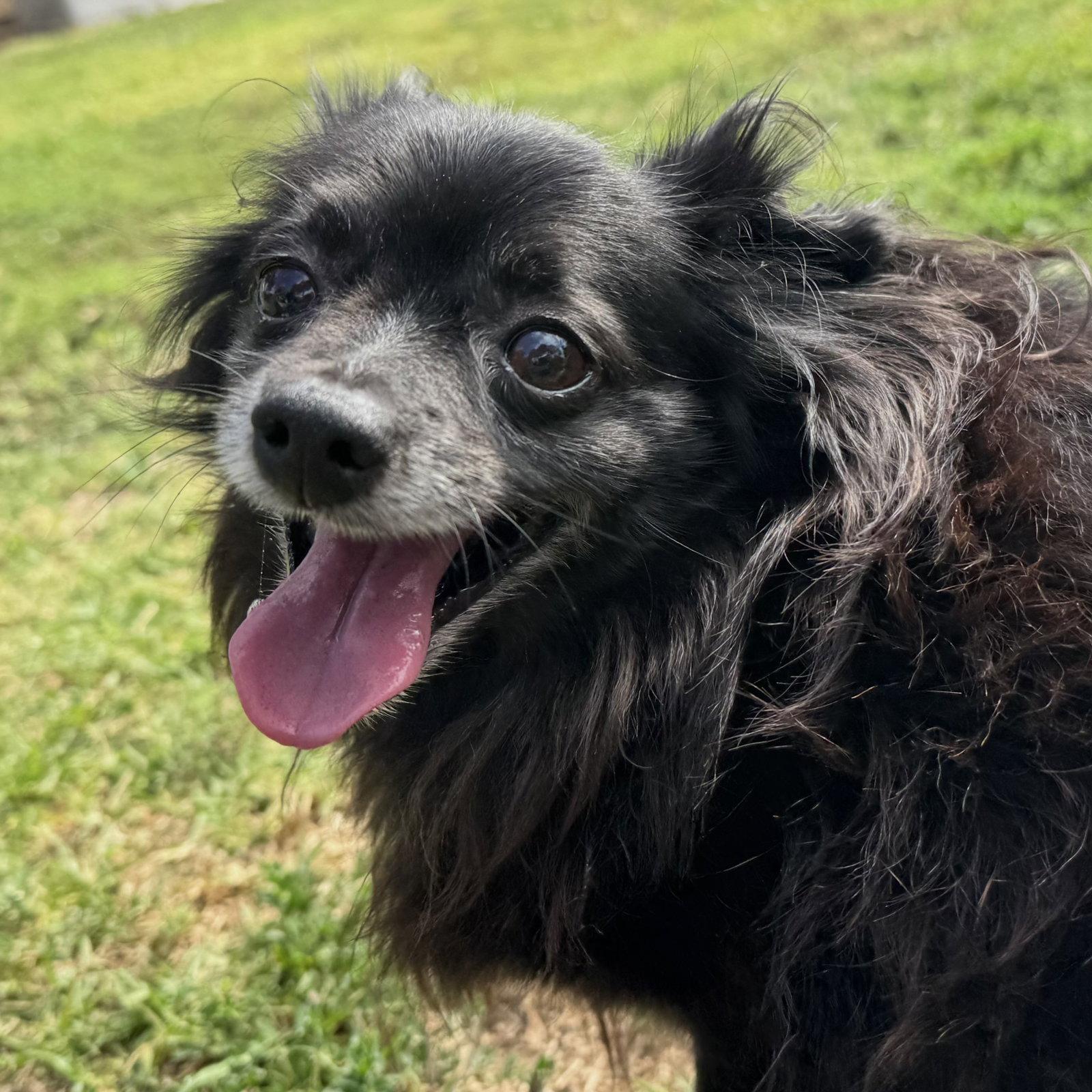 Enlarge Rebel, a Adoptable Papillon in Oakland, CA image 3/3