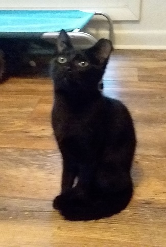 Calvina, Adoptable, Adult Female Domestic Short Hair & Bombay.