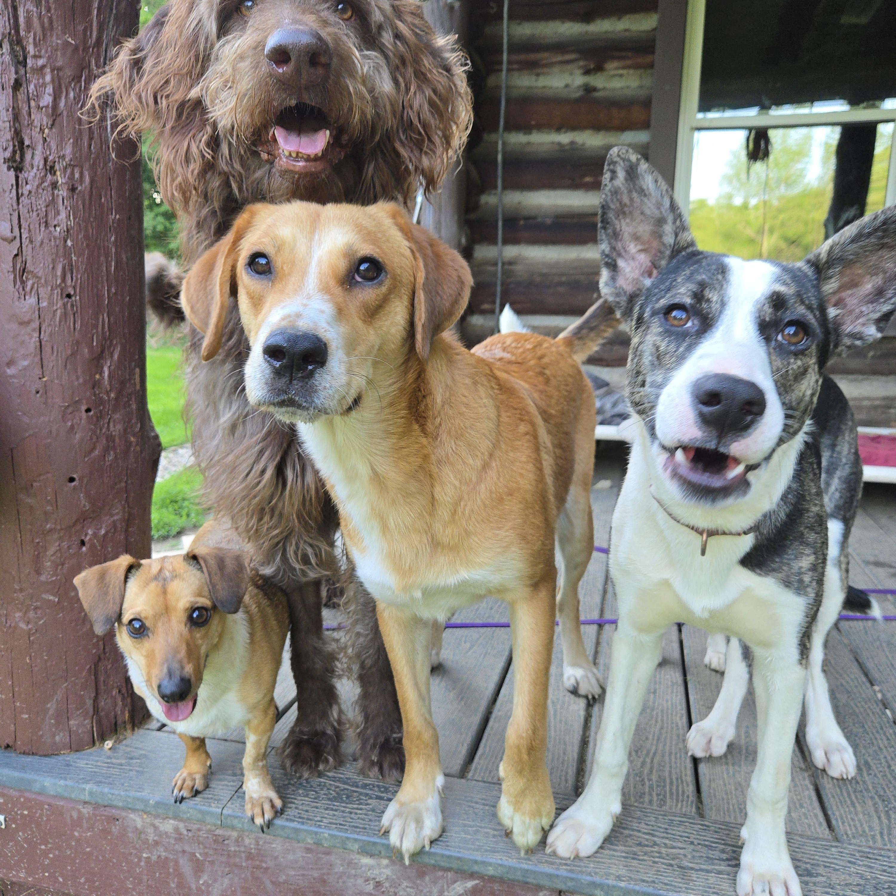 Enlarge Ohana Shep, a Adoptable mixed breed in Friendship, NY image 3/6