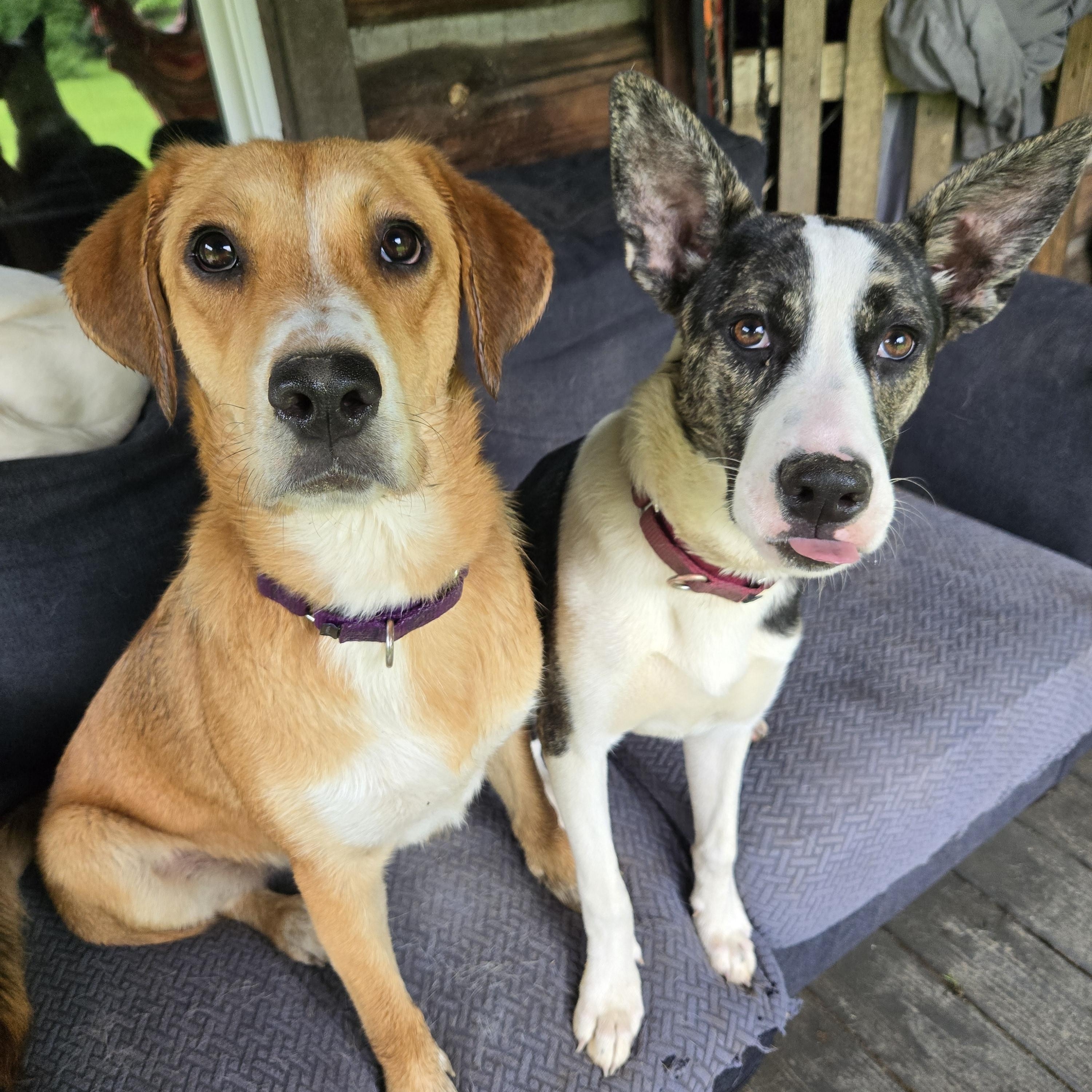 Enlarge Ohana Shep, a Adoptable mixed breed in Friendship, NY image 4/6