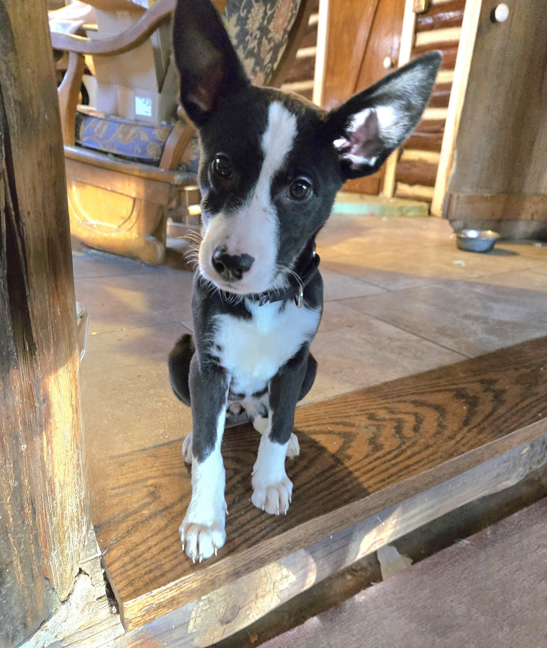 Ohana Shep, an adoptable German Shepherd Dog & Pit Bull Terrier Mix in Friendship, NY_image-1
