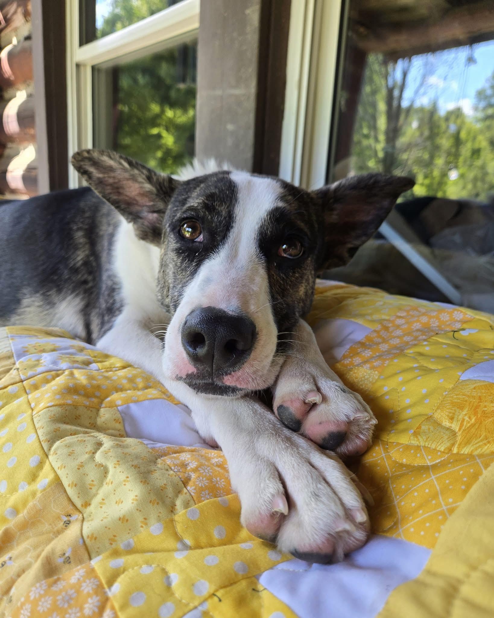 Enlarge Ohana Shep, a Adoptable mixed breed in Friendship, NY image 1/6