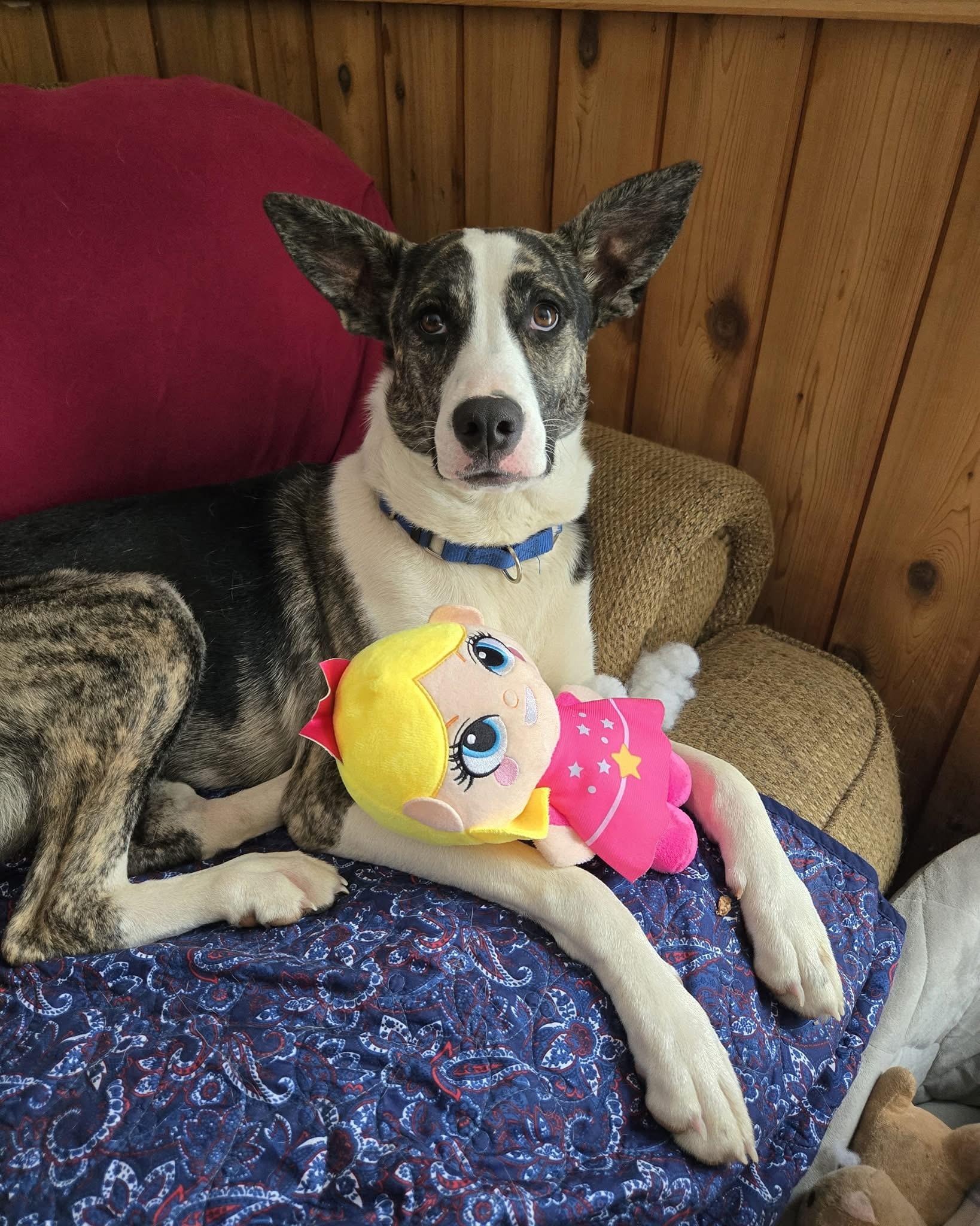 Enlarge Ohana Shep, a Adoptable mixed breed in Friendship, NY image 2/6