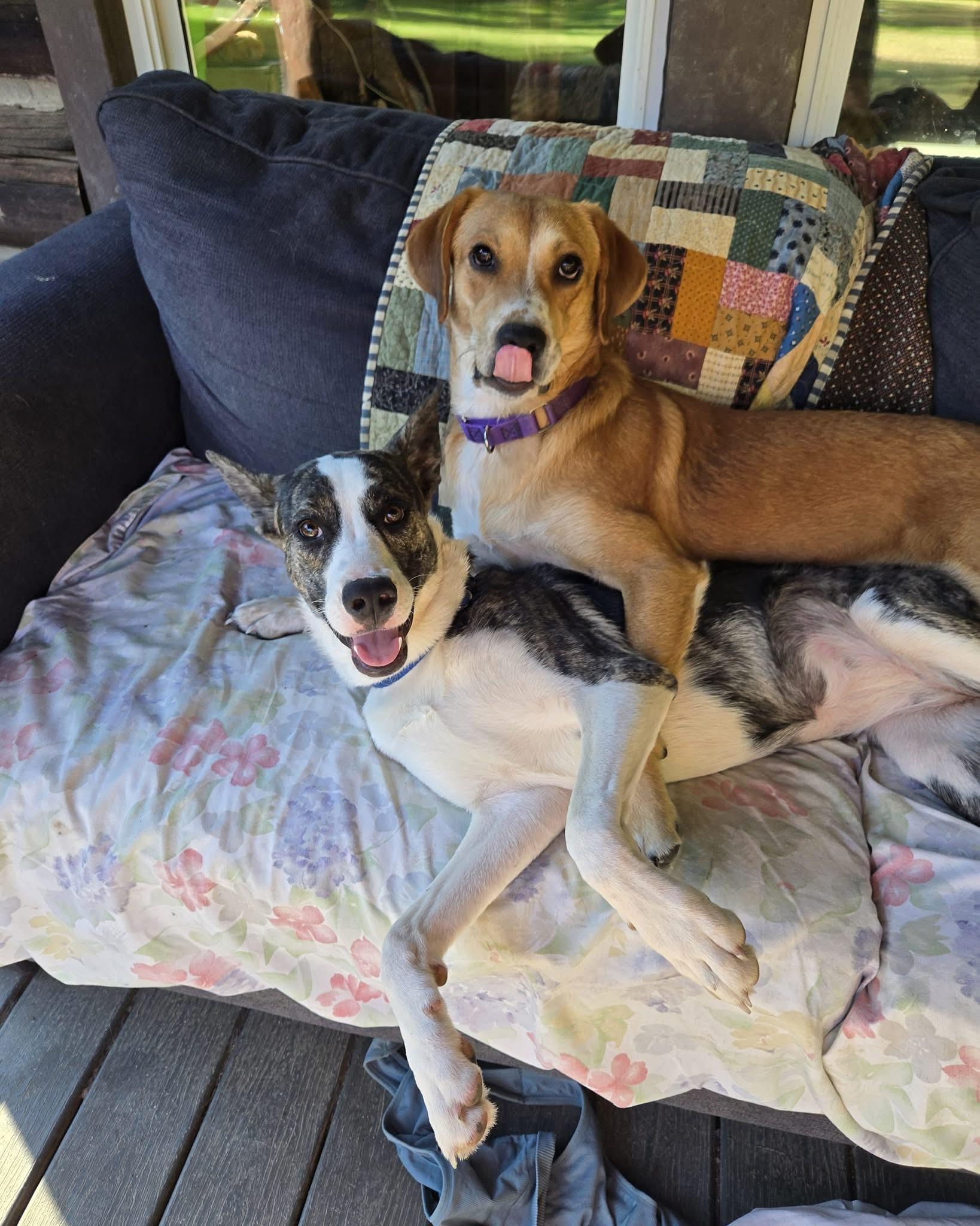 Enlarge Ohana Shep, a Adoptable mixed breed in Friendship, NY image 5/6