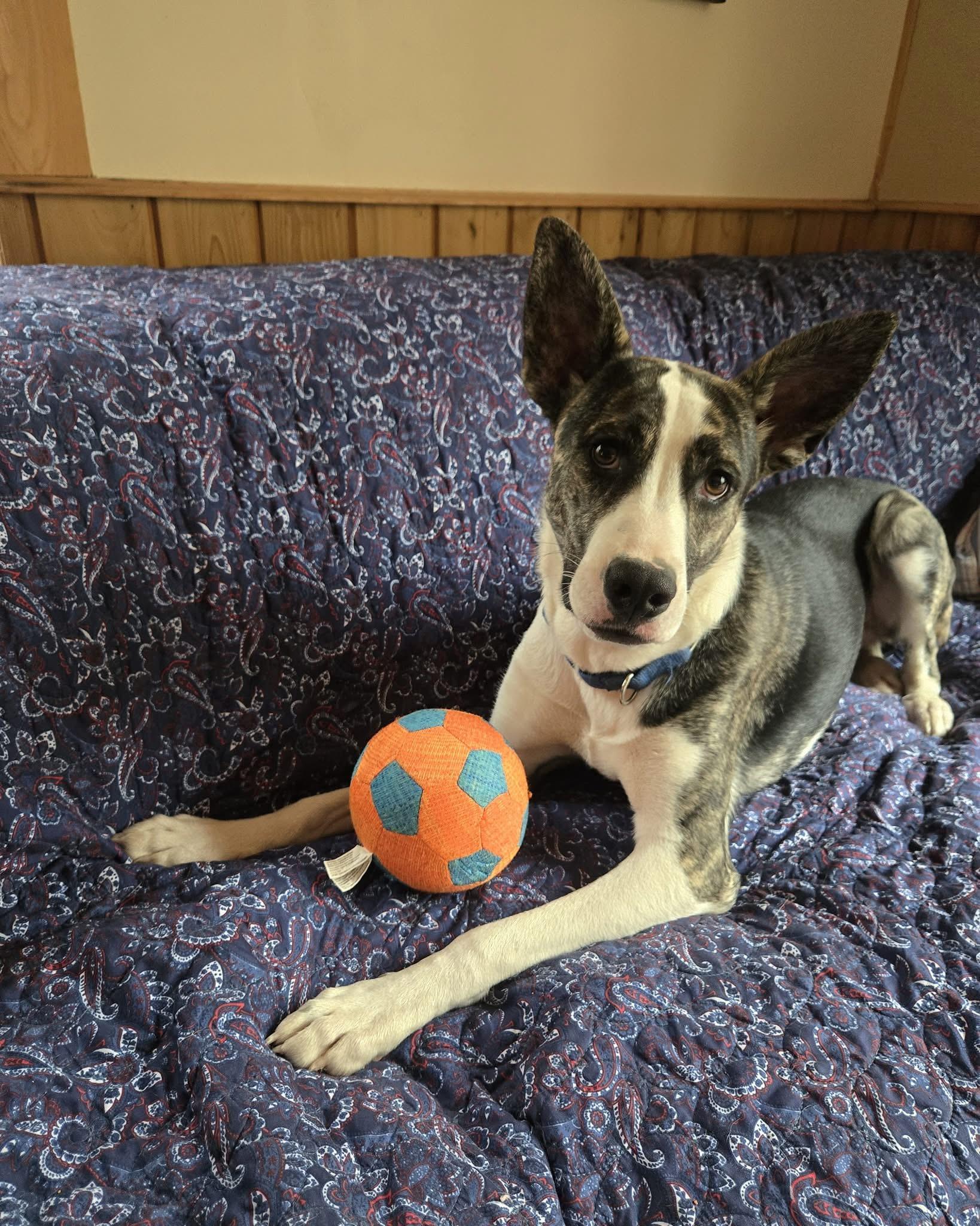 Enlarge Ohana Shep, a Adoptable mixed breed in Friendship, NY image 6/6