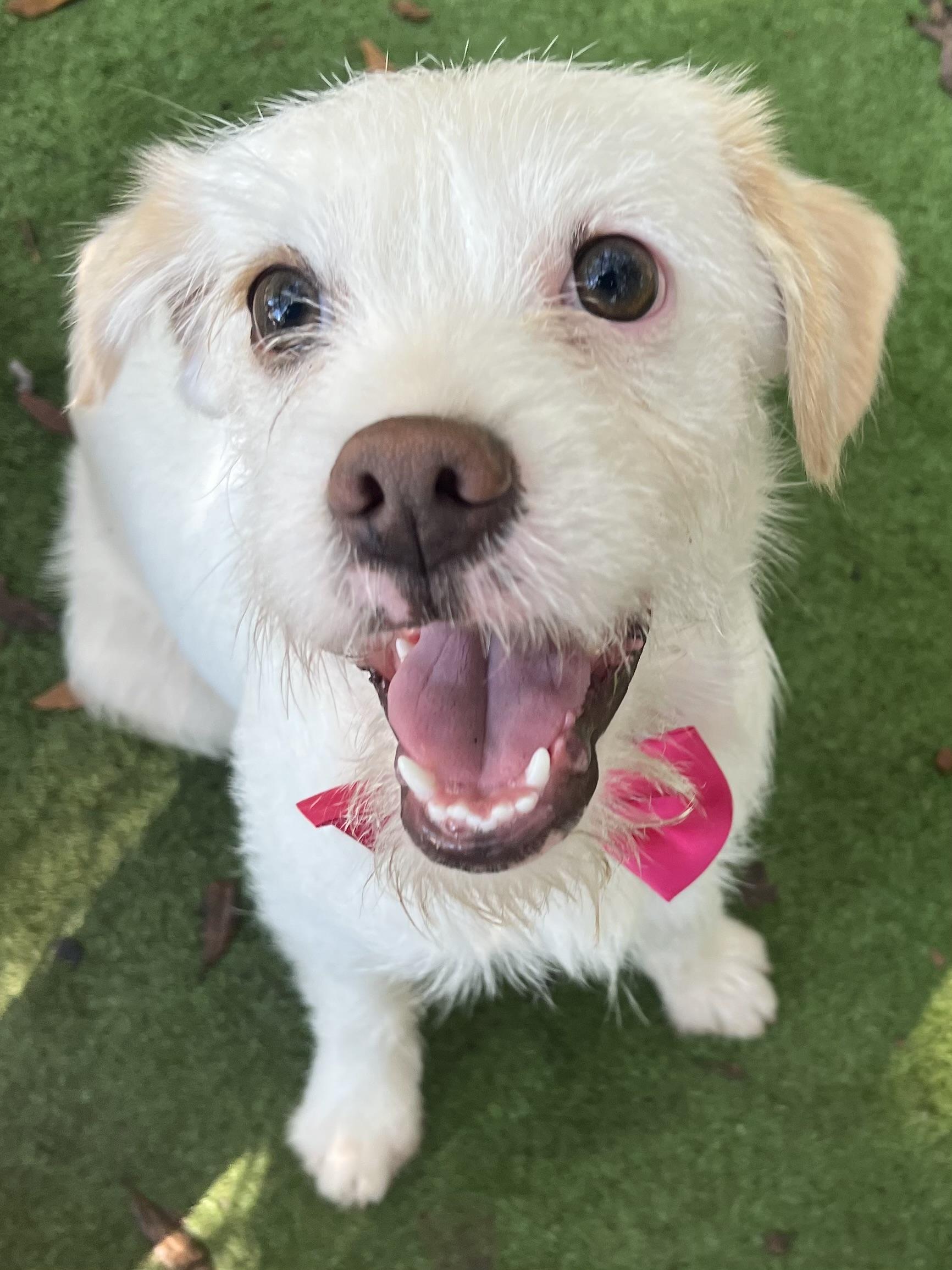 Enlarge Precious, a ADOPTABLE mixed breed in Fayetteville , NC image 5/6