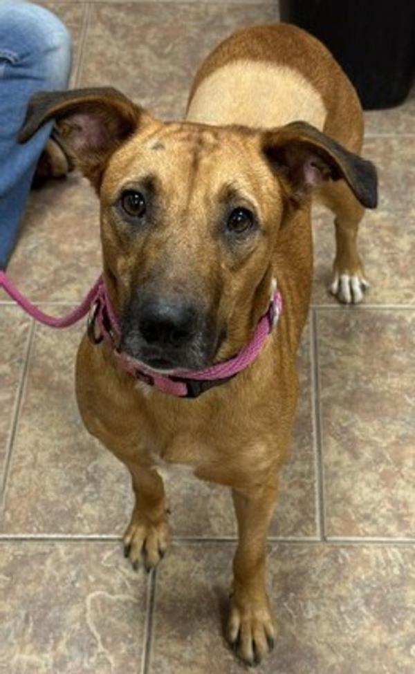 Enlarge Bonnie, a Adoptable mixed breed in Littleton, CO image 1/1