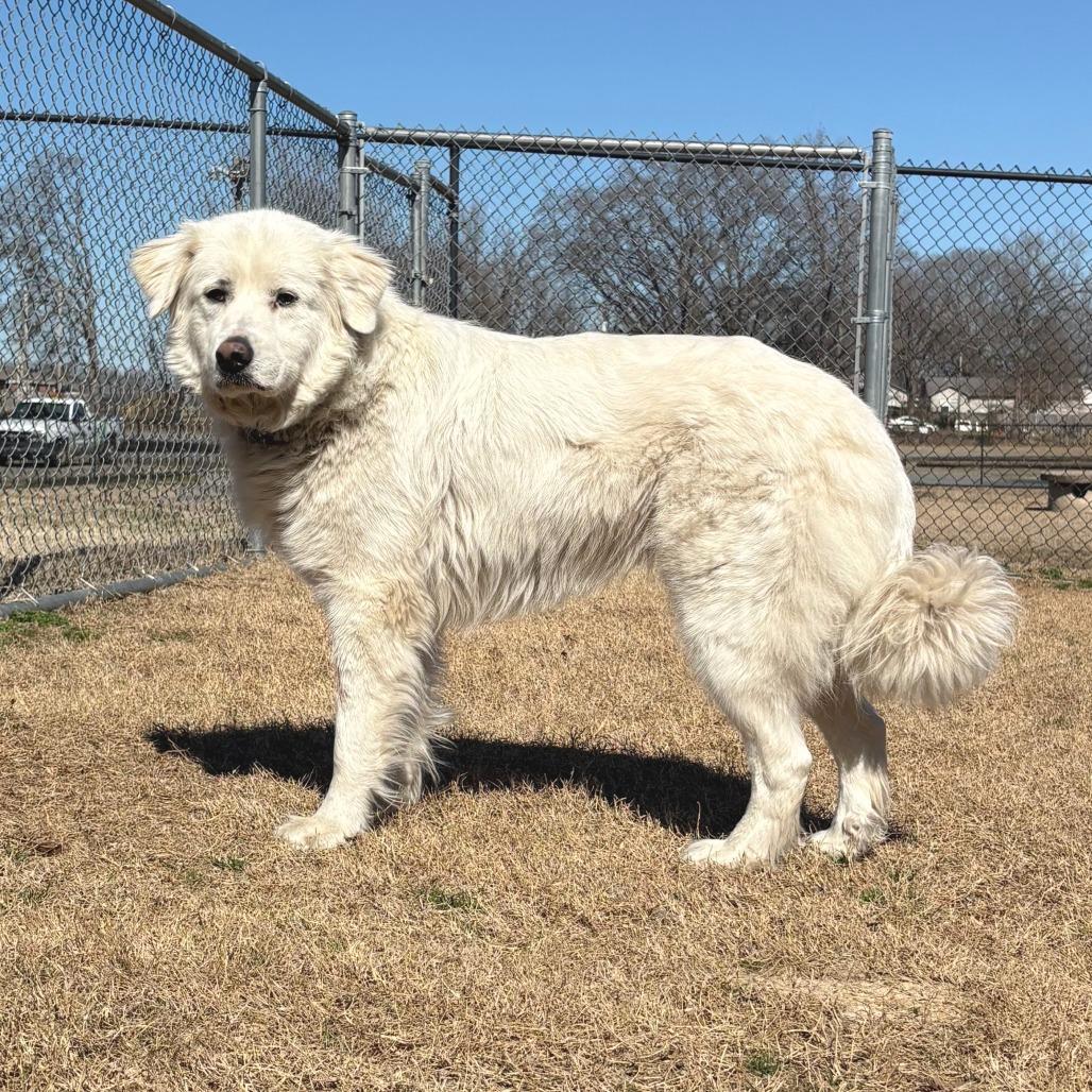 Mardi, Adoptable, Adult Female Great Pyrenees.