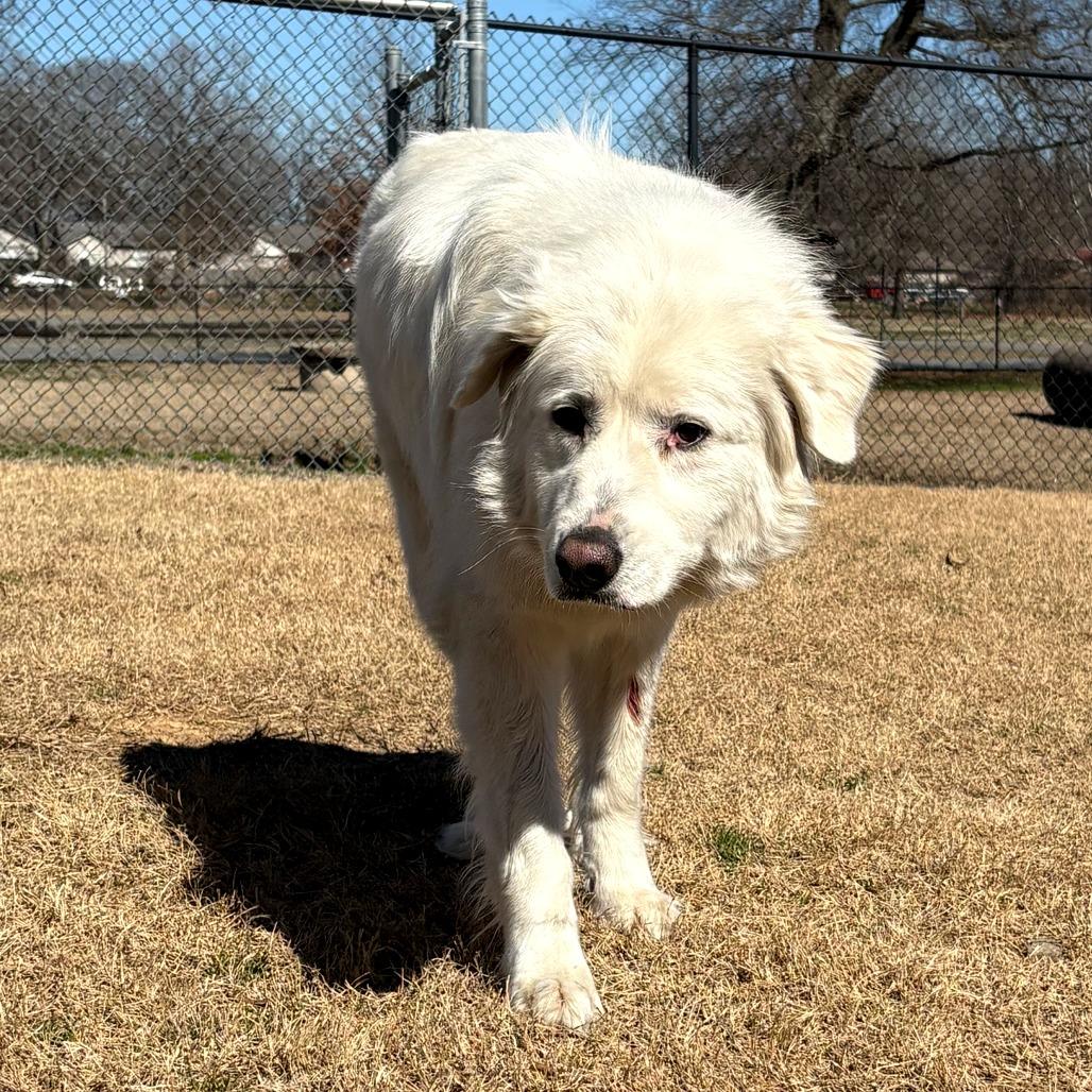 Mardi, a Adoptable mixed breed in Cabot, AR image 2/2