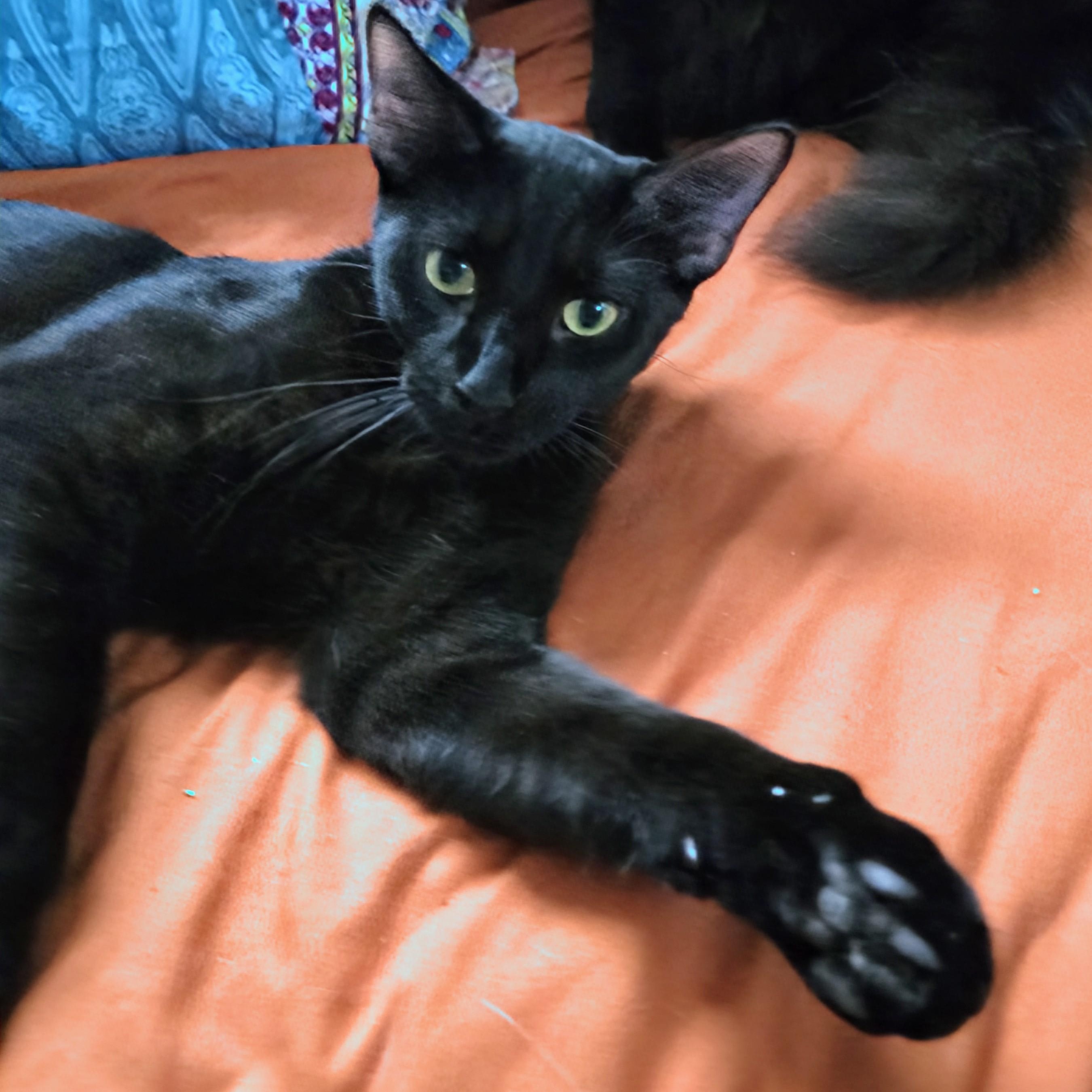 Mochi, a Adoptable mixed breed in New Port Richey, FL image 2/3