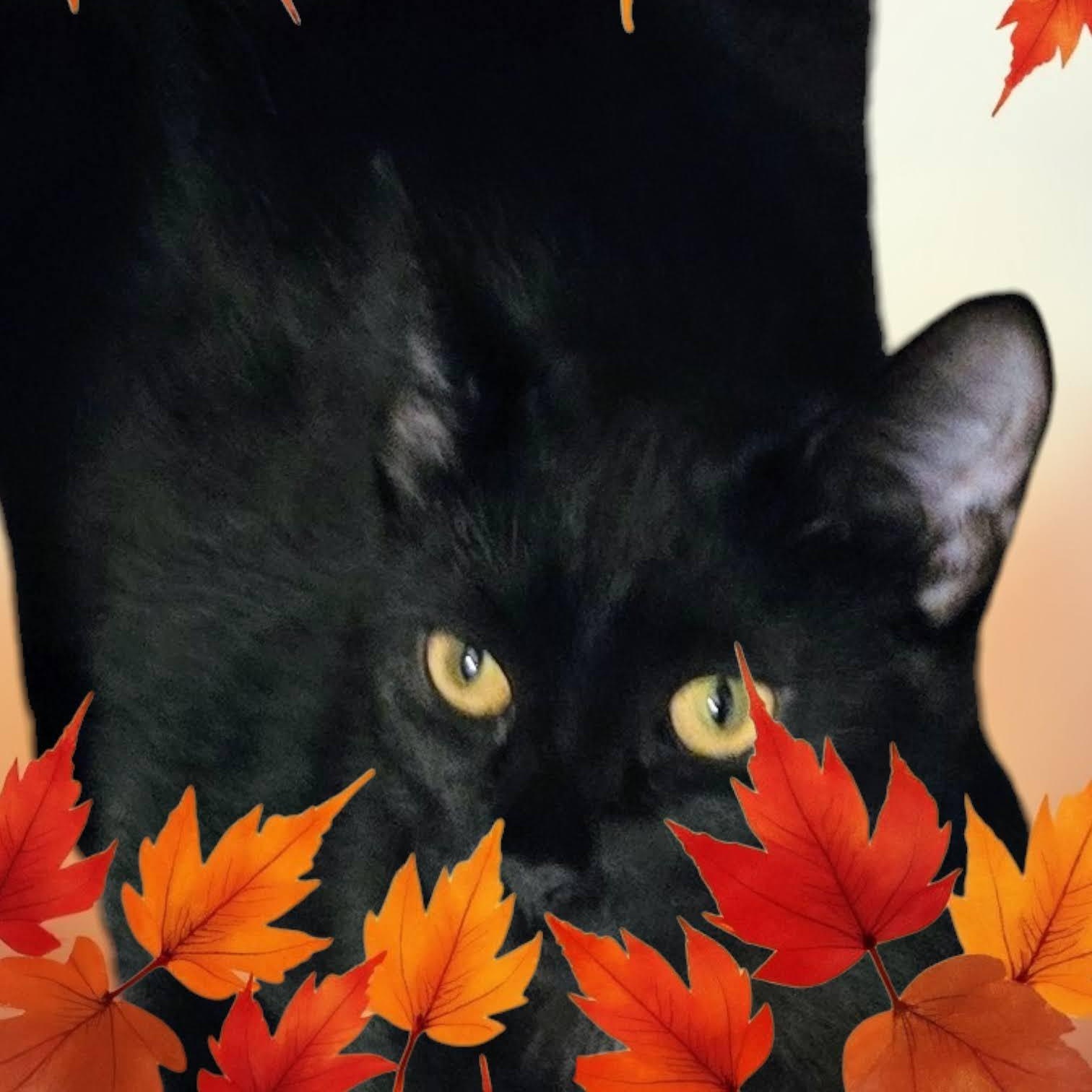 Mochi, a Adoptable mixed breed in New Port Richey, FL image 1/3