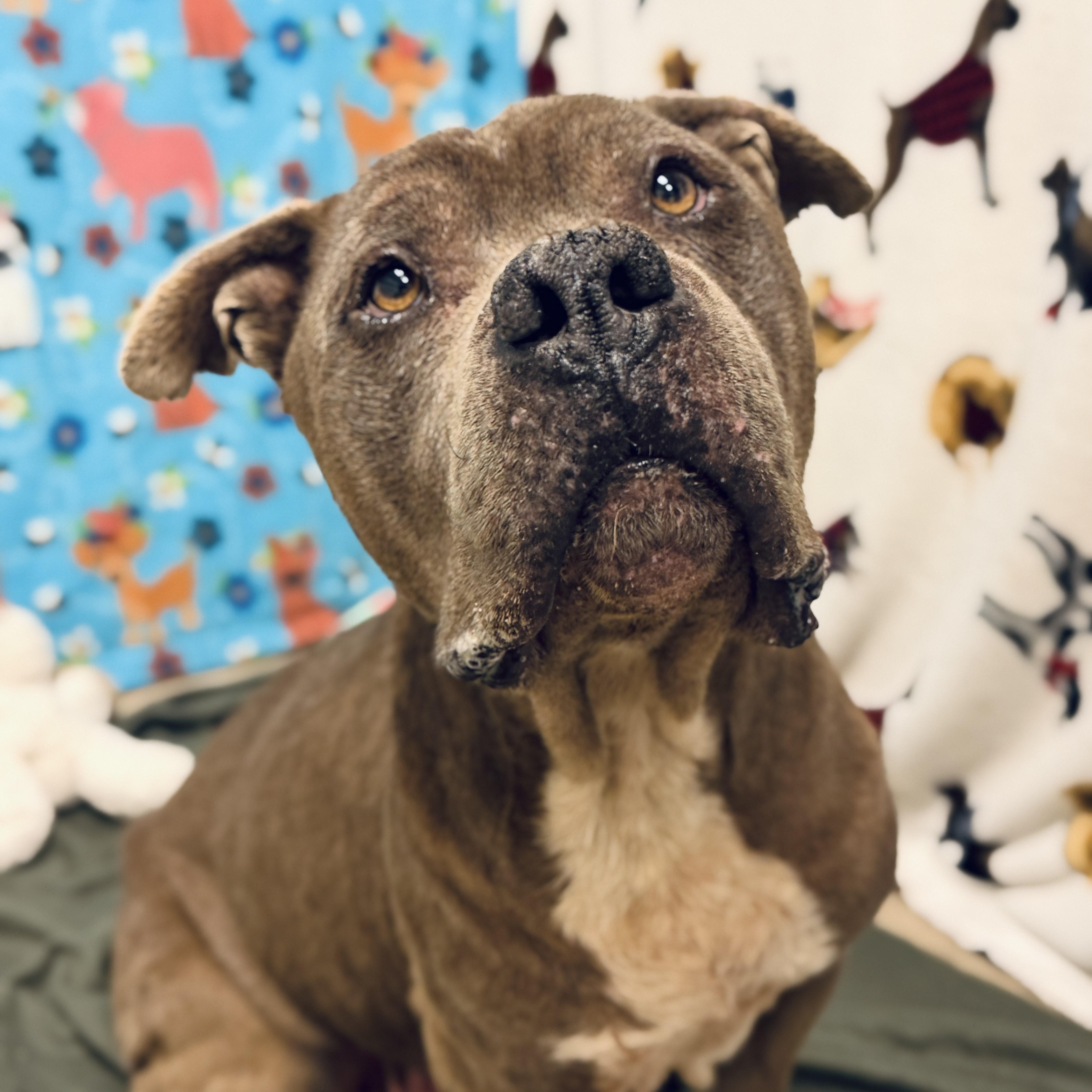 Enlarge Pibble, a ADOPTABLE mixed breed in ALPINE, TX image 1/5