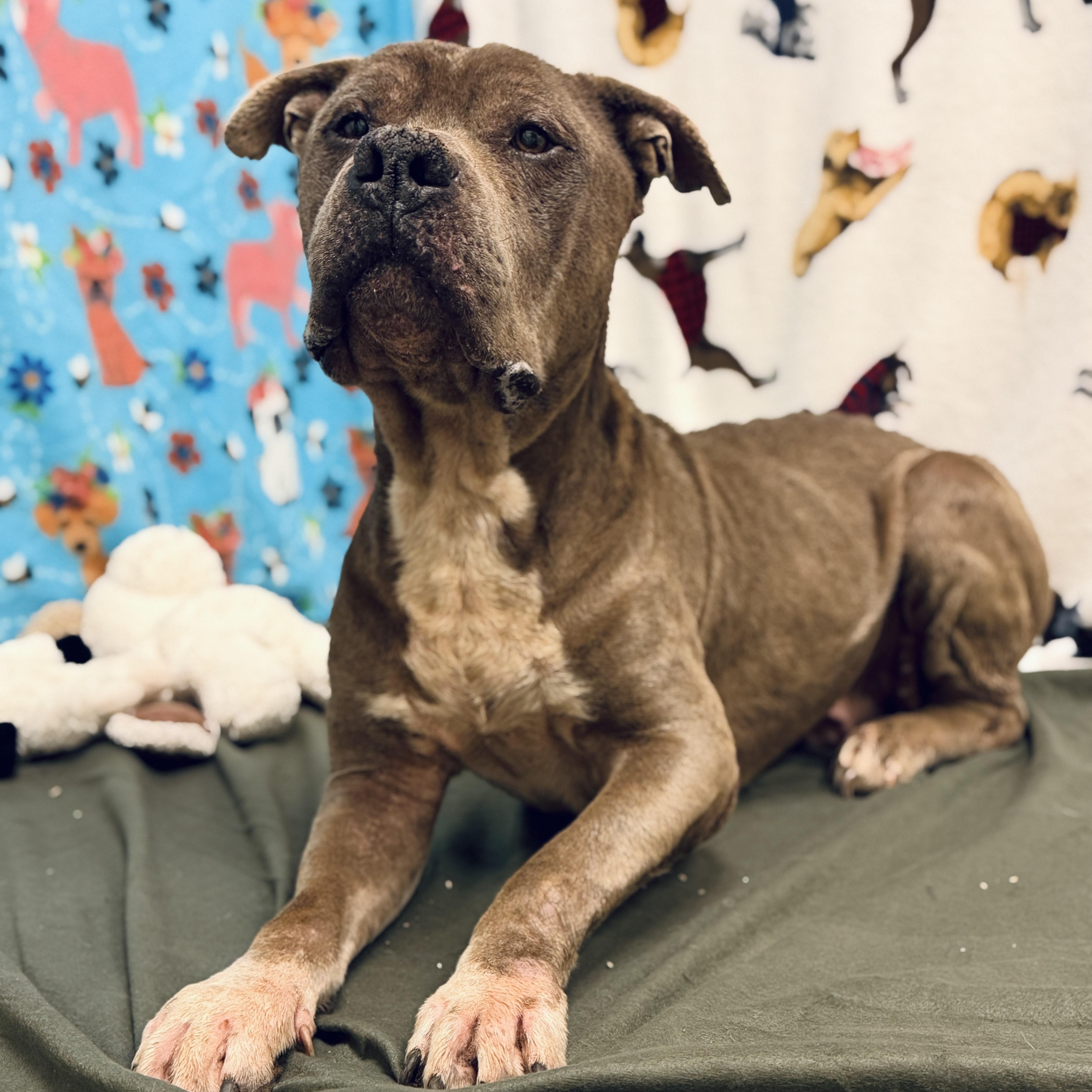 Enlarge Pibble, a ADOPTABLE mixed breed in ALPINE, TX image 2/5