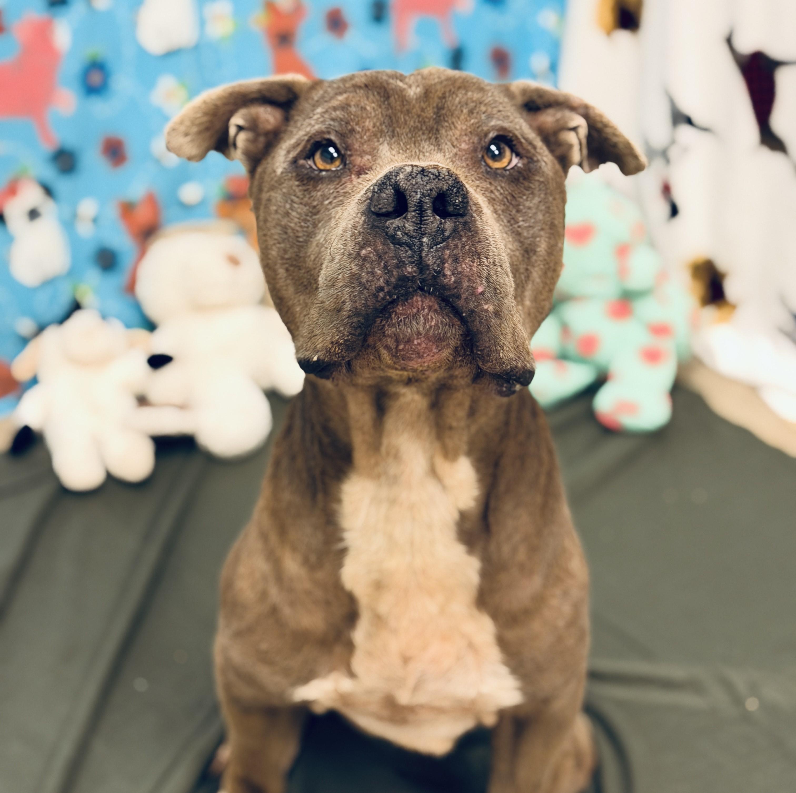 Enlarge Pibble, a ADOPTABLE mixed breed in ALPINE, TX image 3/5