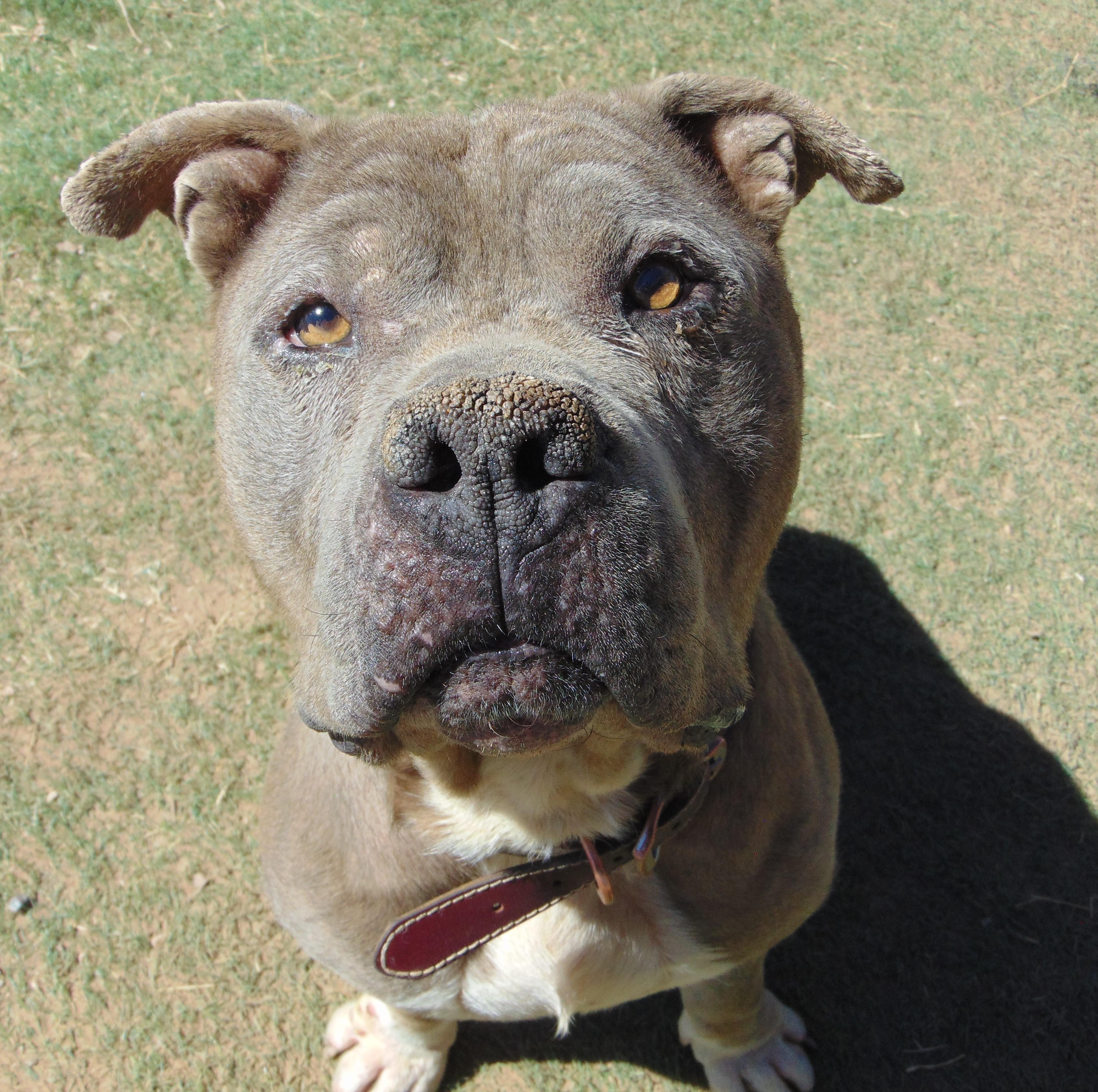 Enlarge Pibble, an adopted mixed breed in ALPINE, TX image 1/6