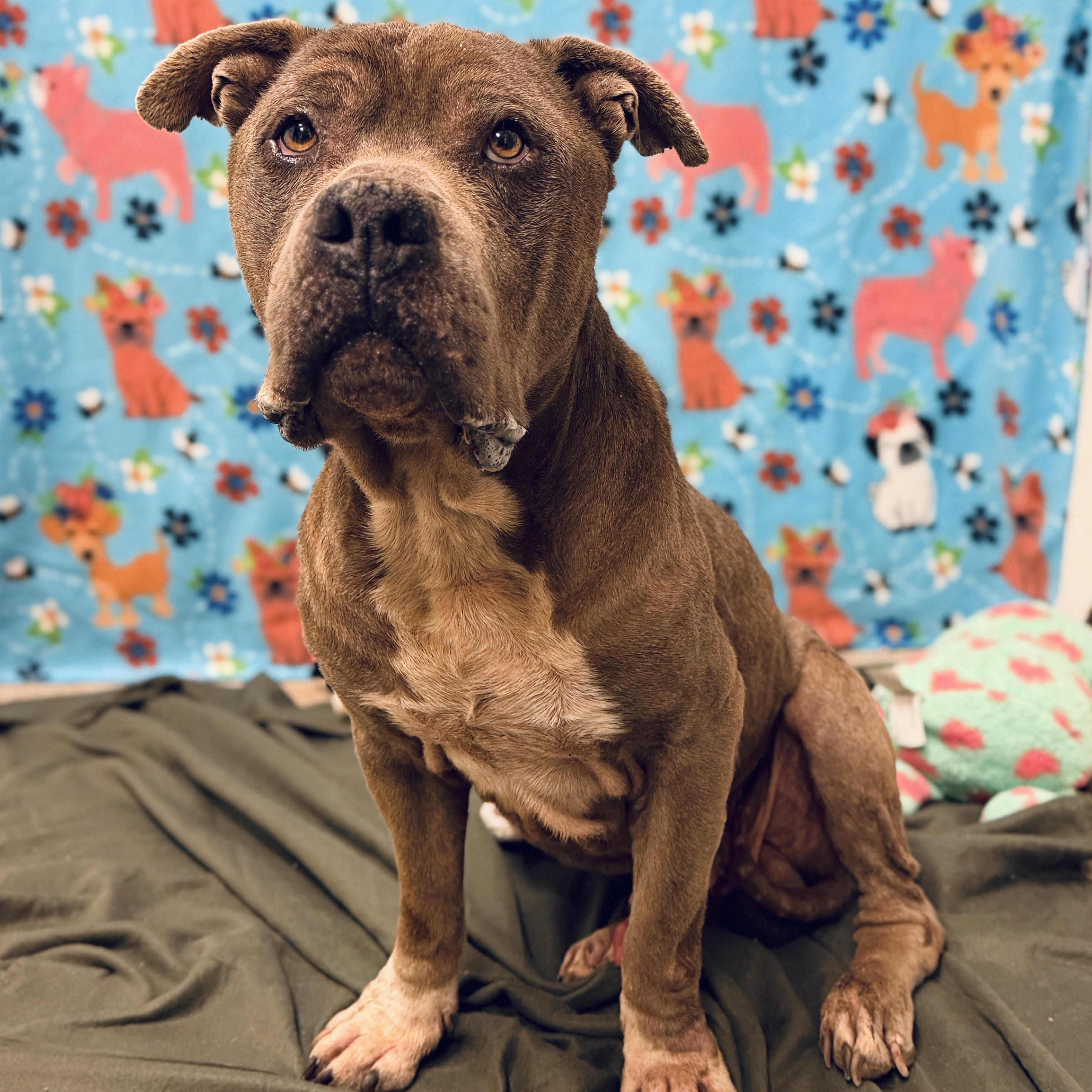 Enlarge Pibble, a ADOPTABLE mixed breed in ALPINE, TX image 4/5