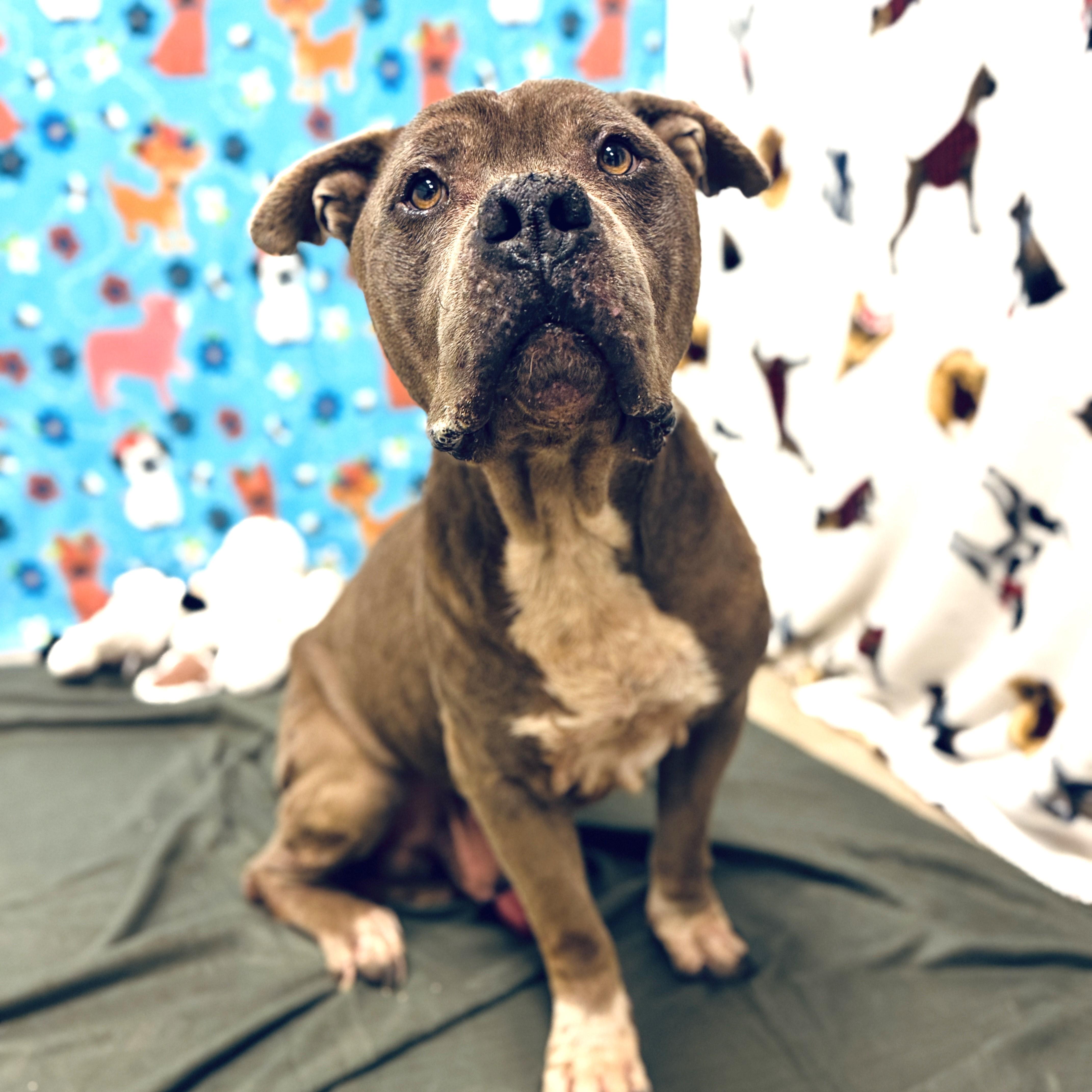 Enlarge Pibble, a ADOPTABLE mixed breed in ALPINE, TX image 5/5