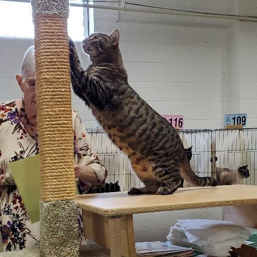 Mia Maria, a Adoptable mixed breed in Cincinnati, OH image 1/5