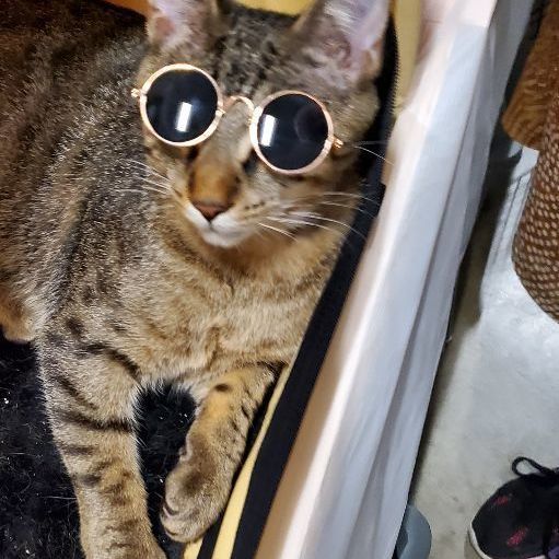 Mia Maria, a Adoptable mixed breed in Cincinnati, OH image 2/5