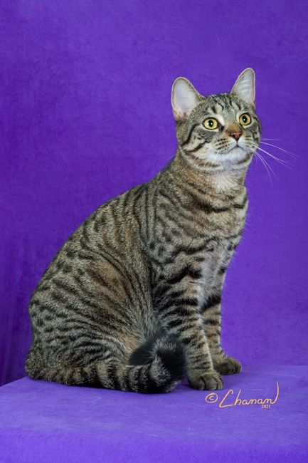 Mia Maria, a Adoptable mixed breed in Cincinnati, OH image 3/5