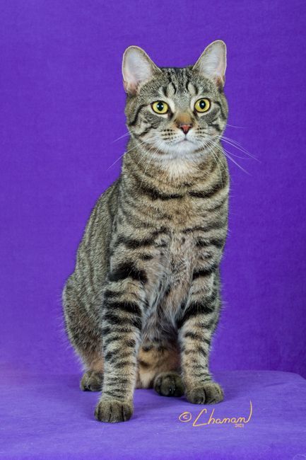 Mia Maria, a Adoptable mixed breed in Cincinnati, OH image 4/5