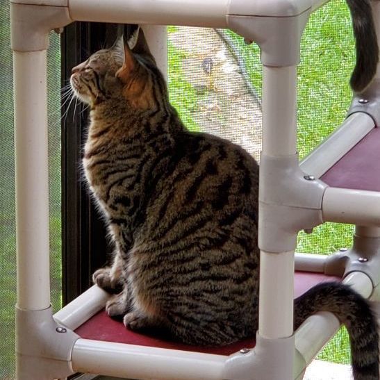 Mia Maria, a Adoptable mixed breed in Cincinnati, OH image 5/5