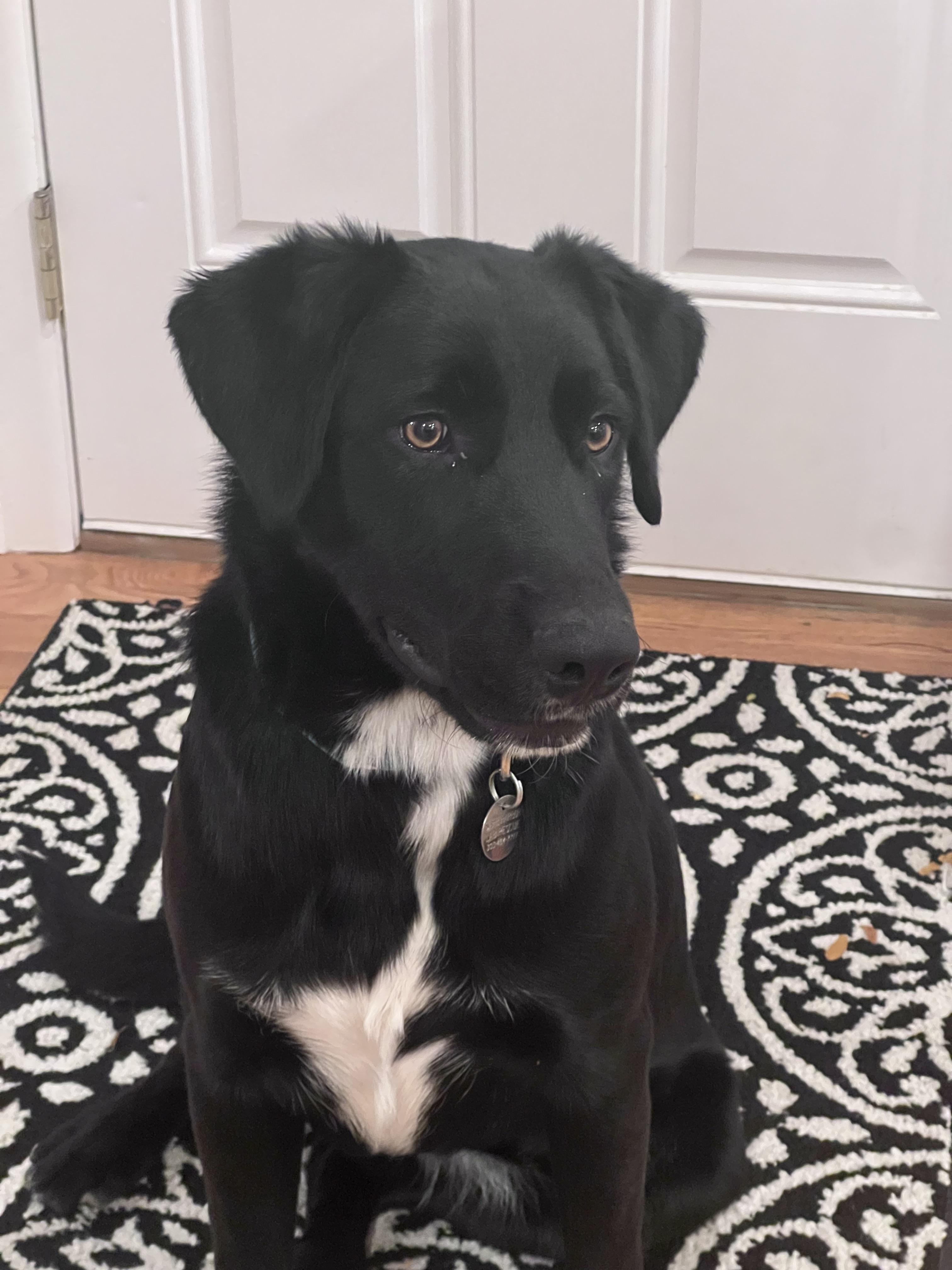 Shiloh, a Adopted Labrador Retriever in Golden, CO image 3/6