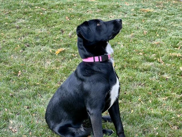 Shiloh, a Adopted Labrador Retriever in Golden, CO image 1/6
