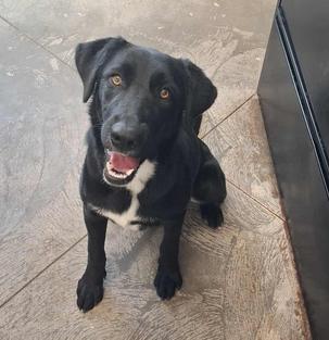 Shiloh, a Adopted Labrador Retriever in Golden, CO image 4/6