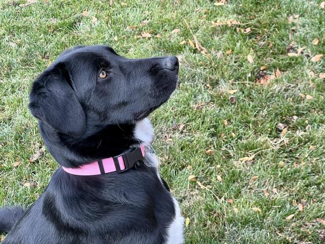 Shiloh, a Adopted Labrador Retriever in Golden, CO image 6/6