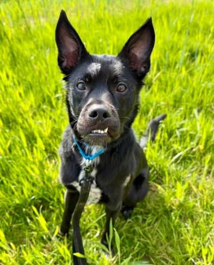 Willow, a Adoptable mixed breed in Parma, OH image 1/2