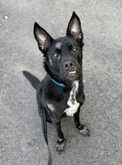 Willow, a Adoptable mixed breed in Parma, OH image 2/2