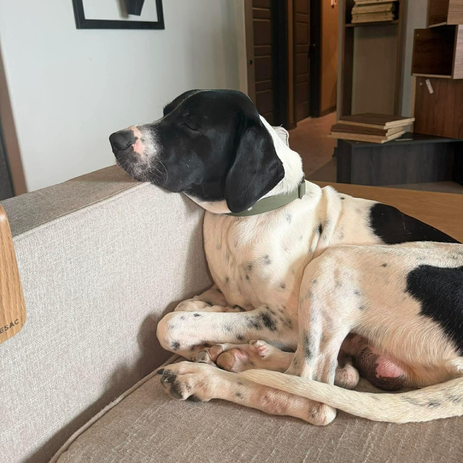 Wilbur, a ADOPTABLE mixed breed in Hempstead, TX image 3/3