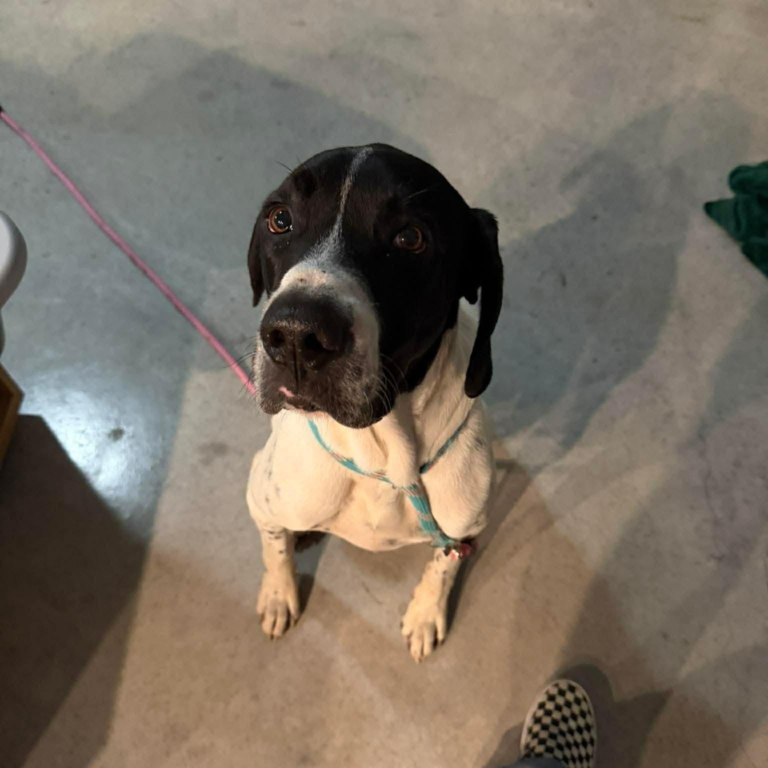 Wilbur, ADOPTABLE, Adult Male Great Dane & German Shorthaired Pointer.